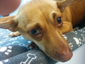 A very worried patient of mine from last week, prior to undergoing her ovariohysterectomy.