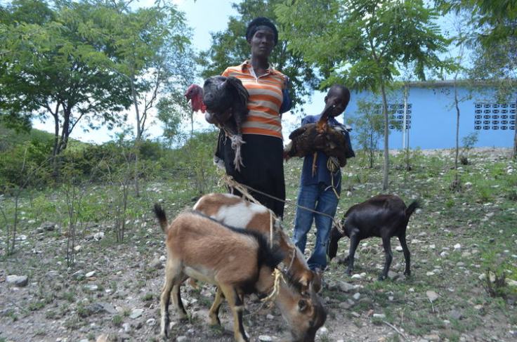 goats-in-haiti