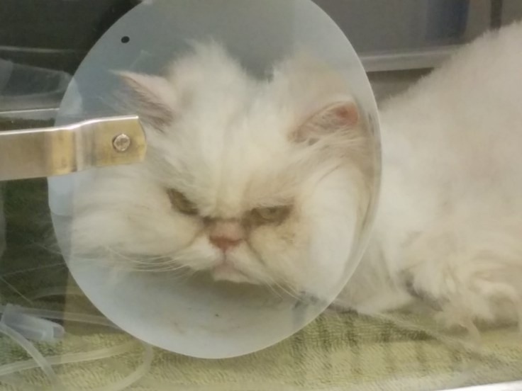 grumpy persian