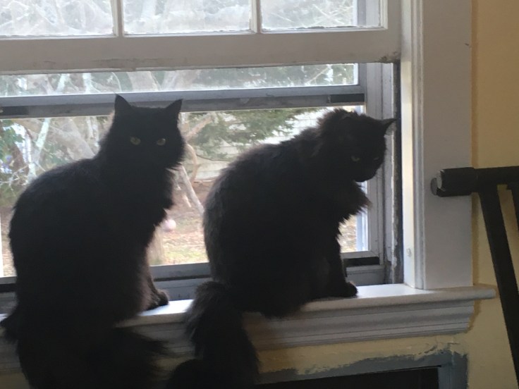 Cats in a window.jpg