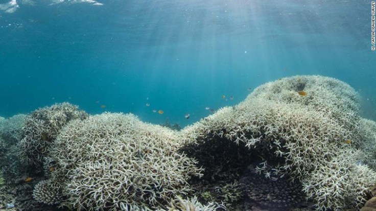 coral bleaching