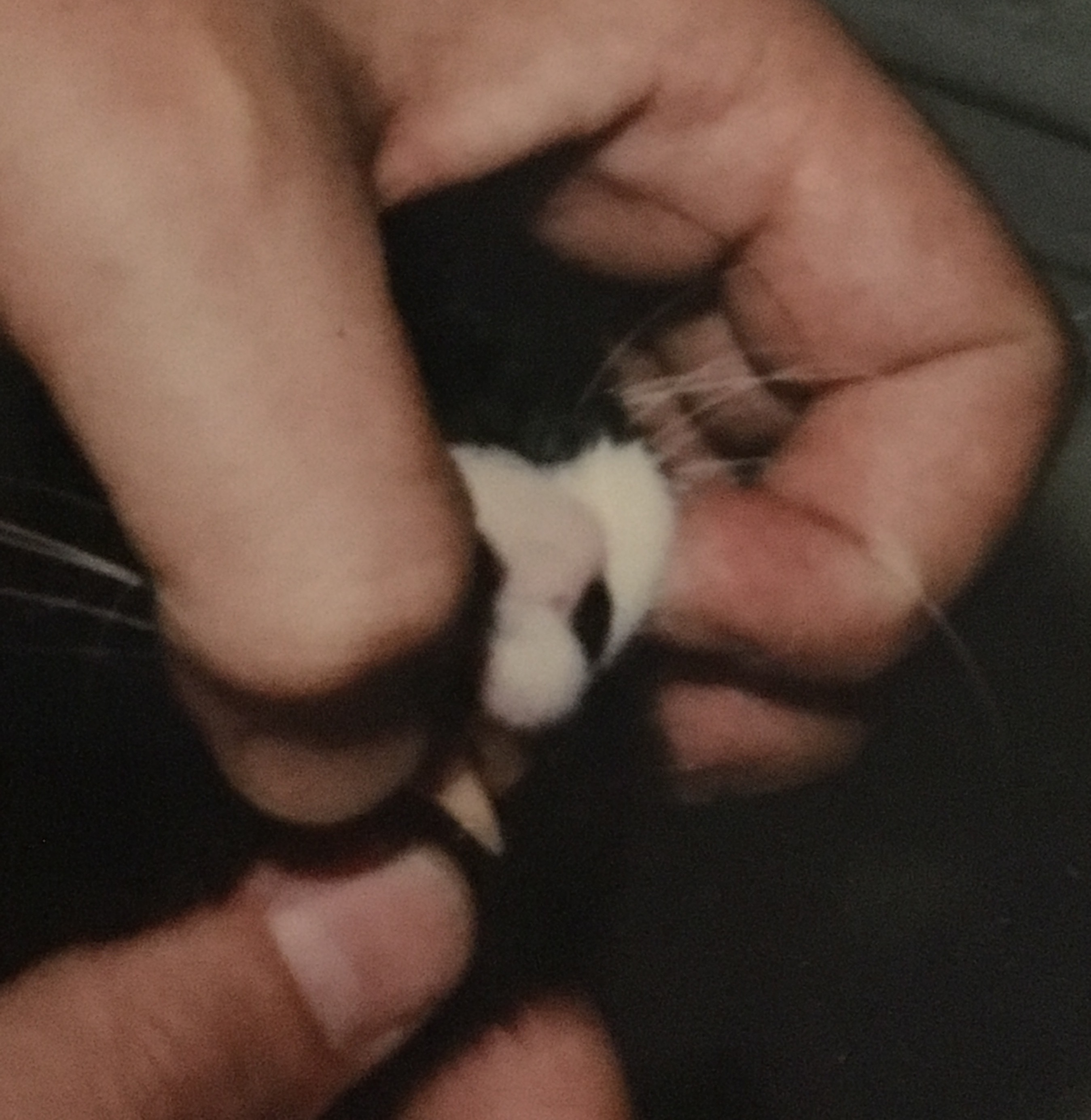 Opening a cat's mouth