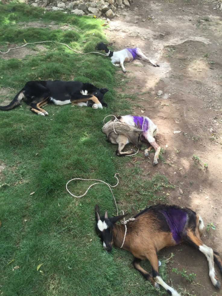 7dfa62_021cdd03ab54450c86e08d3c7c9a8466-mv2_d_2448_3264_s_4_2 (1)