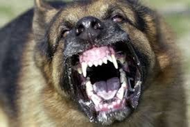 rabid dog